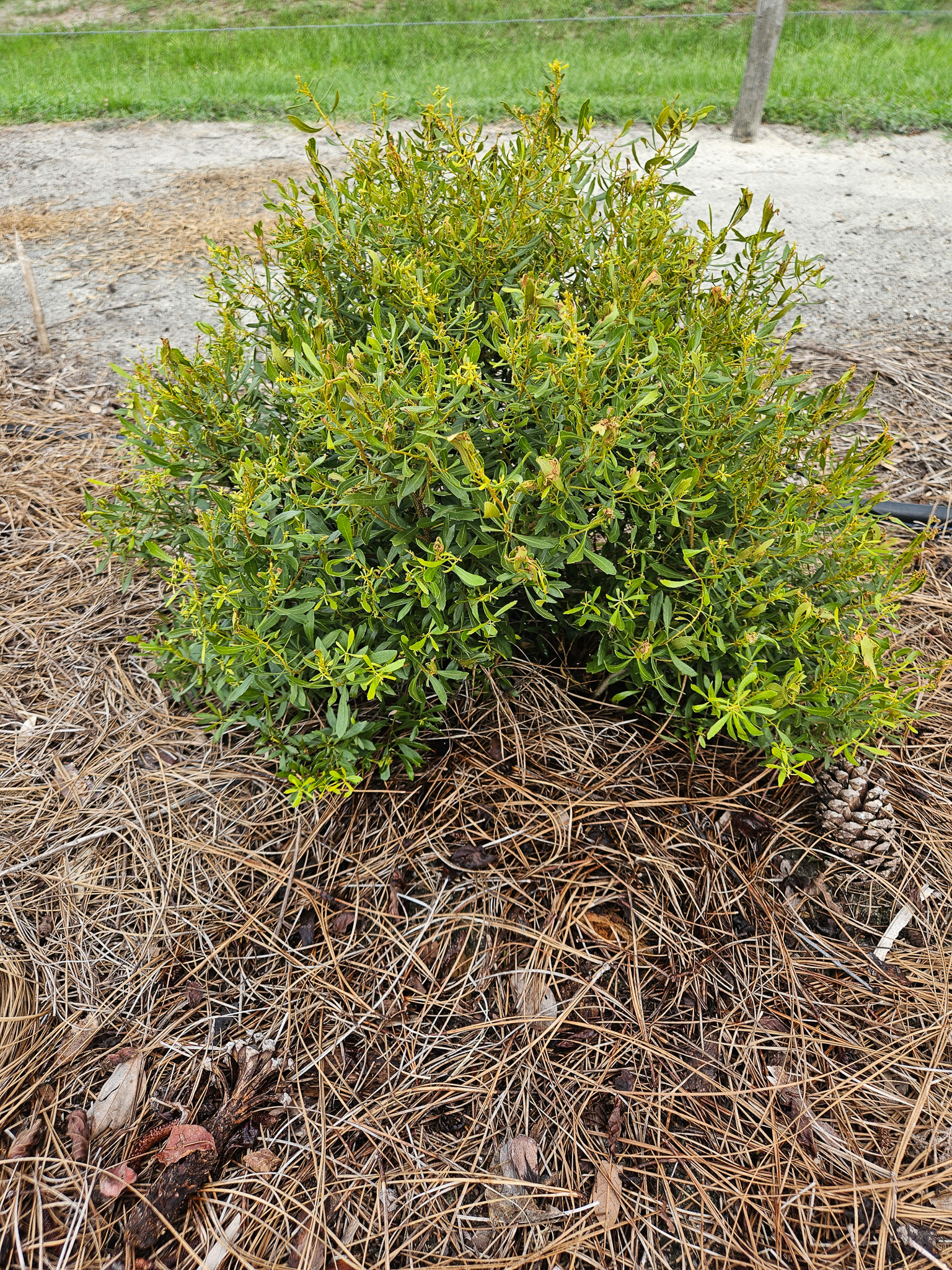 Wax Myrtle Multi-Trunk
