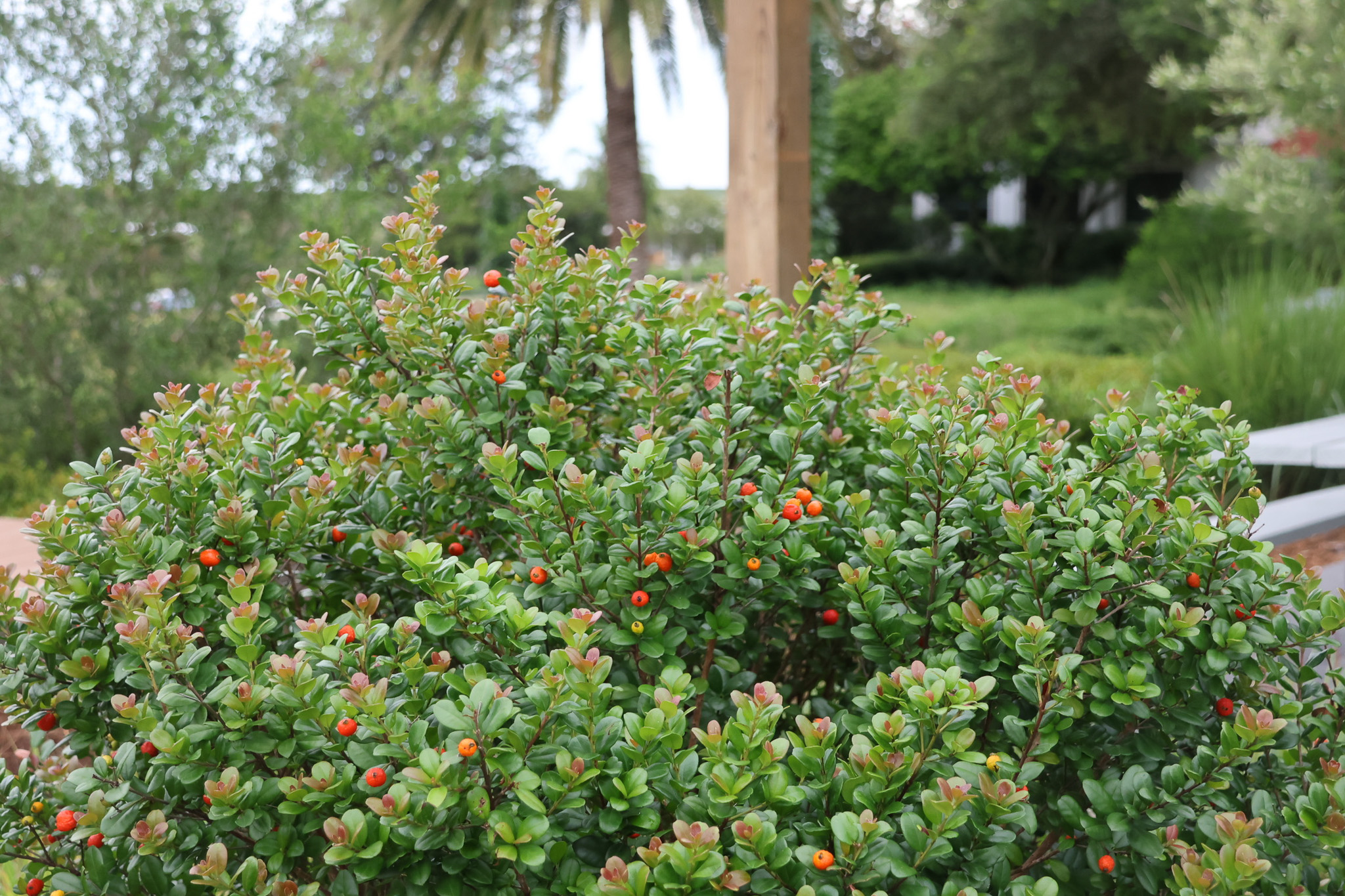 Simpson's Stopper - 'Shostopper' TM