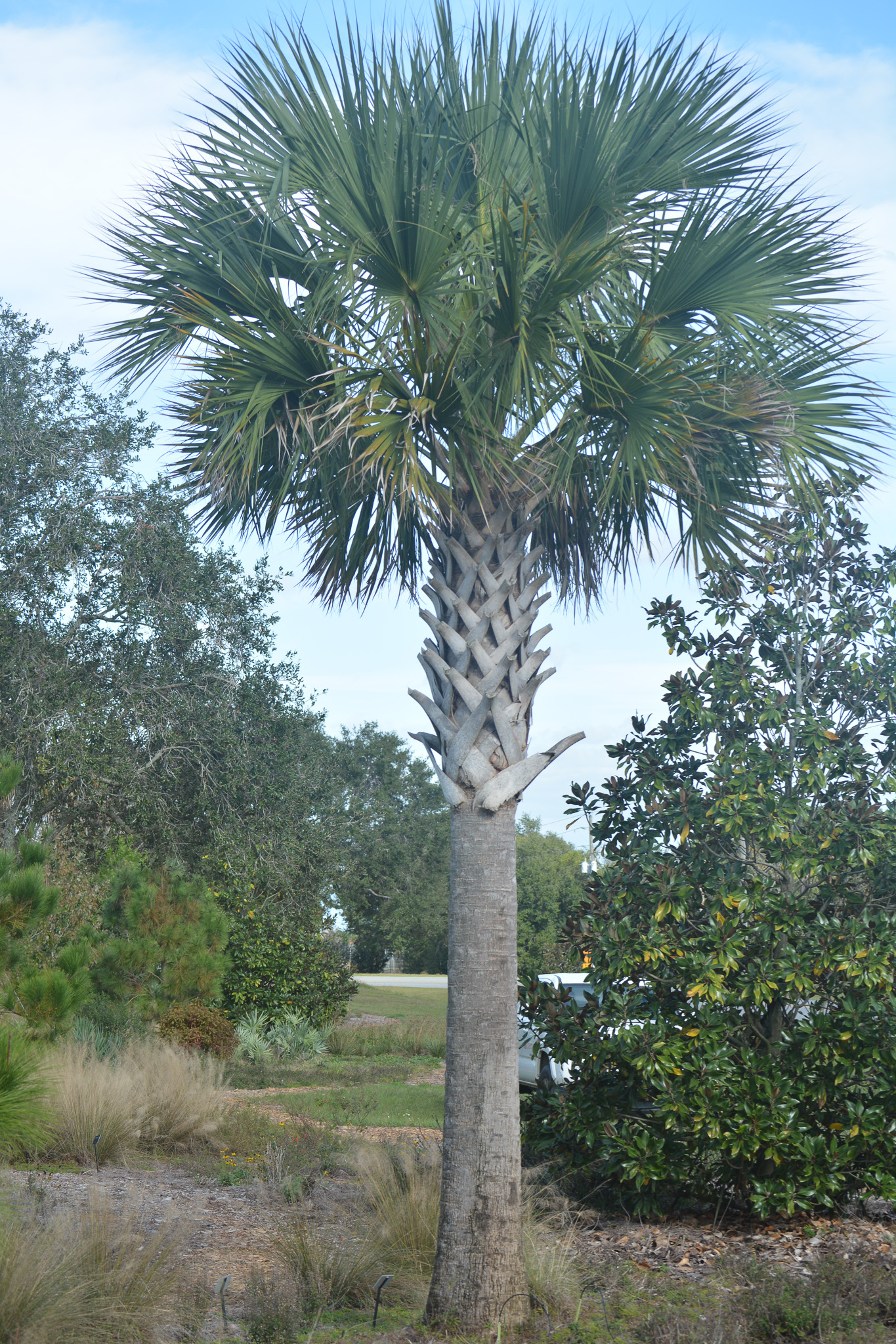 Hurricane Cut Sabal Palm | Field Grown 10' CT, image size:1365x2048