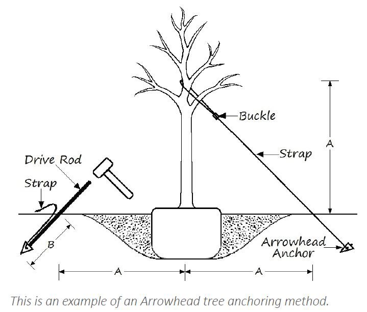 arrowhead-tree-anchoring-method