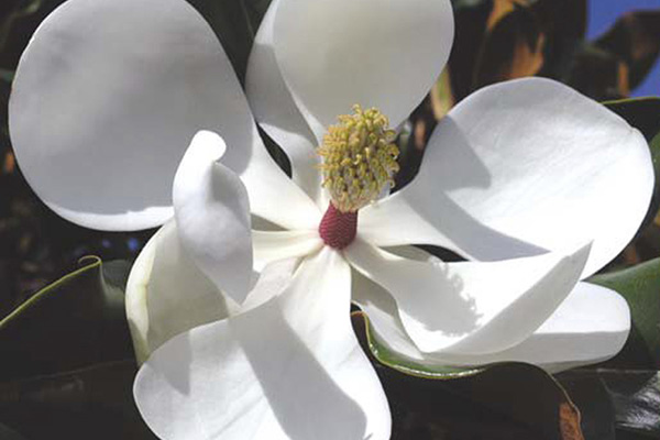 Bracken Brown Magnolia Flower