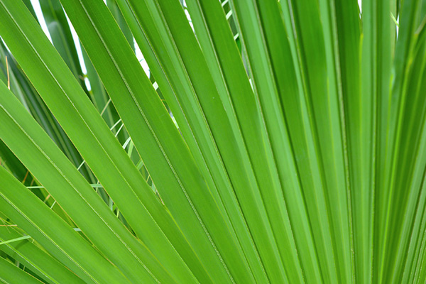 Chinese Fan Palm Leaves
