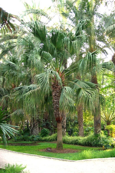 Chinese Fan Palm in the Landscape