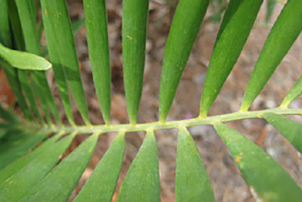 Coontie Palm Leaves
