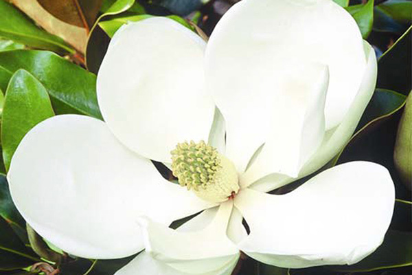 DD Blanchard Magnolia Flower