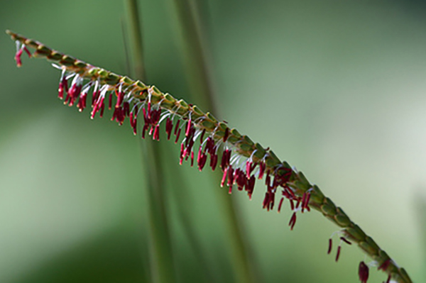 Dwarf Fakahatchee Grass Flower