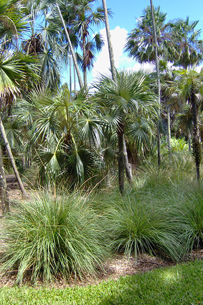 Dwarf Fakahatchee Grass in the Landscape