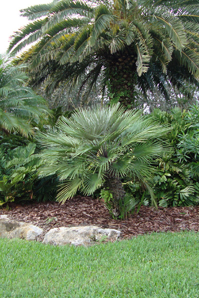 European Fan Palm in the Landscape