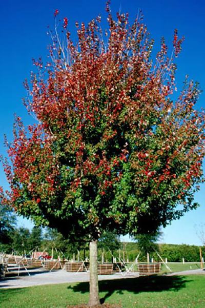 Flame Red Maple in the Landscape