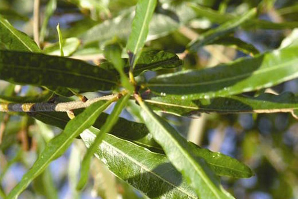 Hightower Willow Oak Leaves