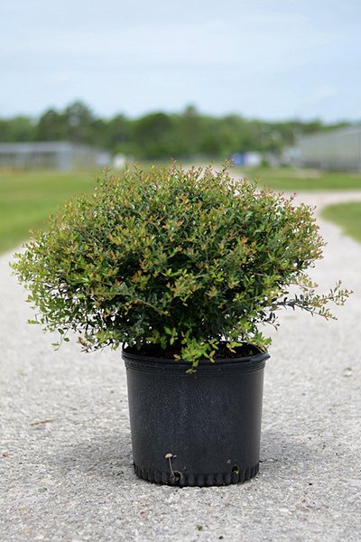 Holly Schillings Dwarf Potted