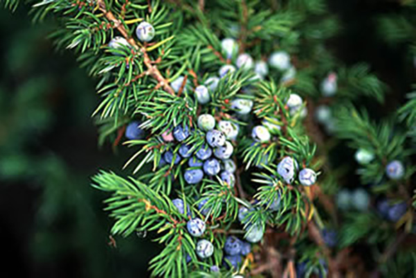 Juniper Blue Pacific Berries