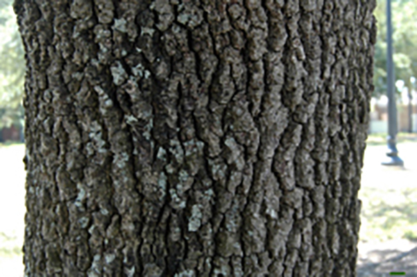 Live Oak Seedling Bark