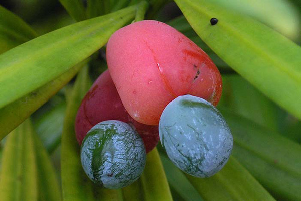 Podocarpus Berries