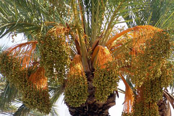 Queen Palm Fruit