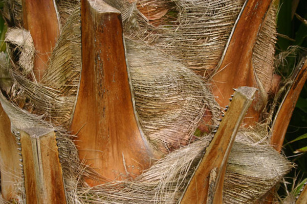 Ribbon Palm Bark