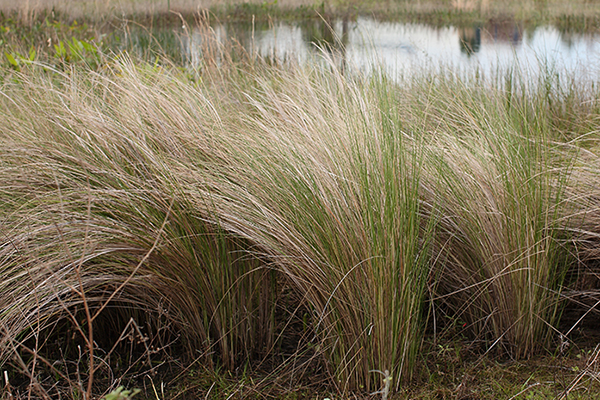 Sand Cordgrass by Lake