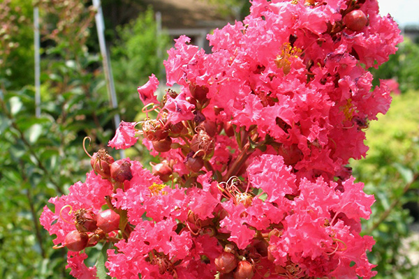 Tuscarora Crape Myrtle Flowers
