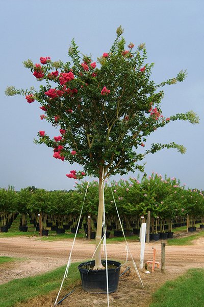 Tuskegee Crape Myrtle Potted