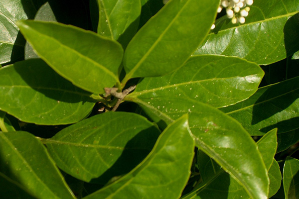 Viburnum Odoratissimum Leaves