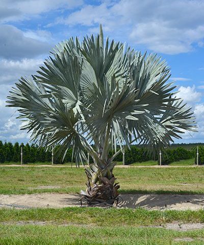 16' Bismarck Palm in the Field