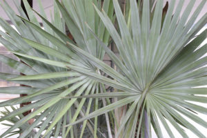 Bismarck Palm Frond