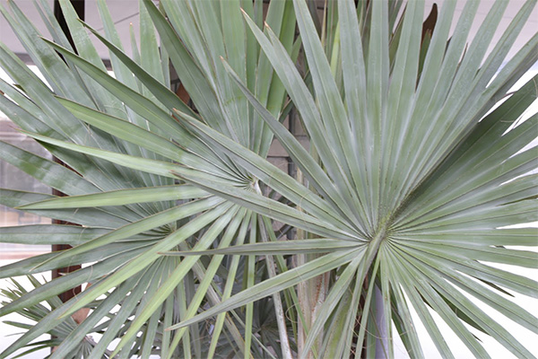 Bismarck Palm Frond