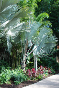 Bismarck Palm in the Landscape