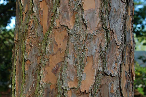 Densa Pine Bark