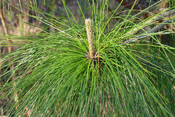 Densa Pine Foliage
