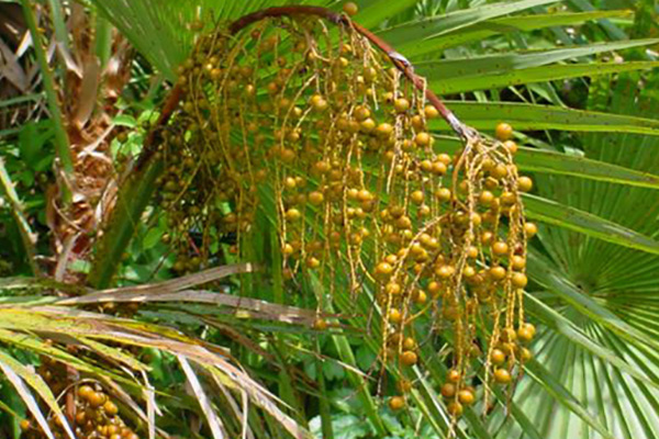 Paurotis Palm Fruit