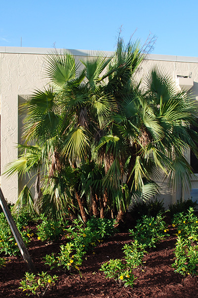 Paurotis Palm in the Landscape