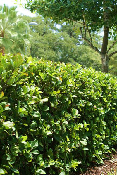 Evergreen Privacy Hedge Viburnum Suspensum 10 Live Plants
