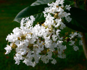 Natchez Crape Myrtle Flower