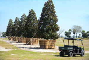 Loading and unloading 1,400 magnolias. Farm view with rows of magnolias and a farm vehicle.