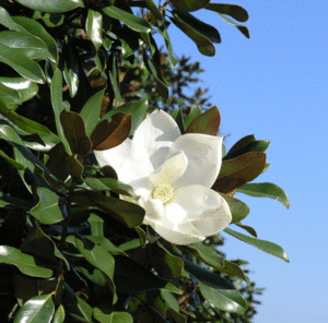 Cherrylake Miss Chloé Magnolia Tree Bloom