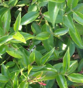 Jasminum nitidum leaves