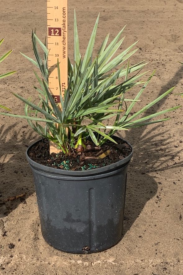 Container grown Saw Palmetto ‘Silver’