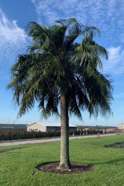 Mule Palm in the landscape