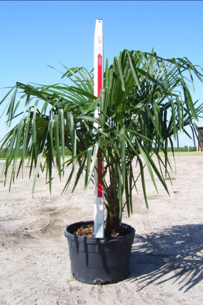 Container grown Windmill Palm
