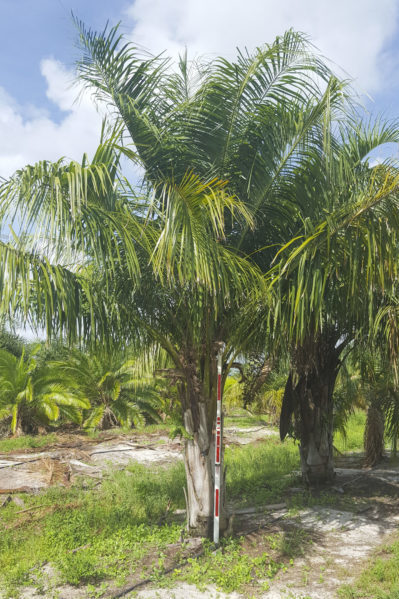 Field grown Mule Palm