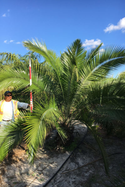 Field grown Rupicola Palm