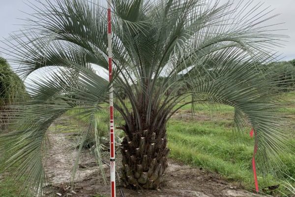Field grown Pindo Palm