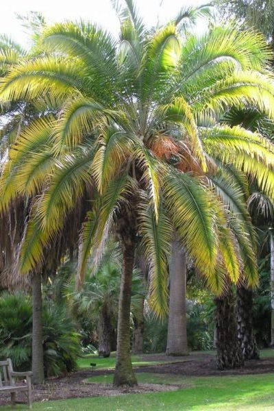 Rupicola Palm in the landscape