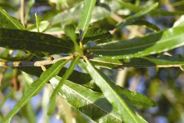 Willow Oak leaves