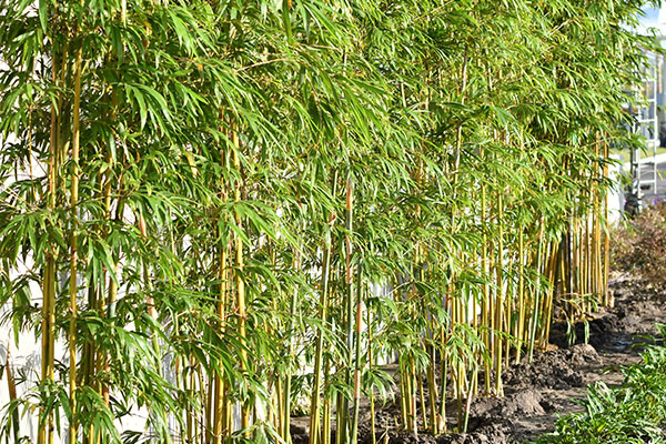 A bamboo wall at the South ARM Complex.