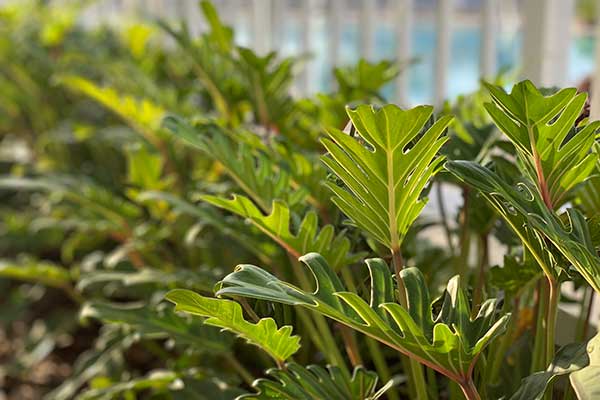 Tropical plantings are in abundance at Aventura Hotel.
