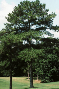 Loblolly Pine in the landscape