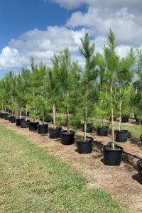 Loblolly Pine grown in pots