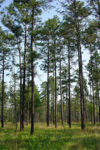 Longleaf Pine in the landscape
